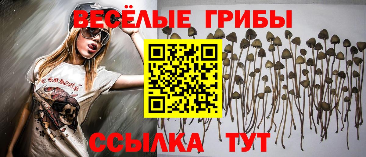 Псилоцибиновые грибы Psilocybe Калуга
